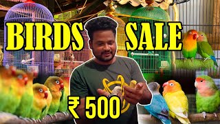 Cheapest Birds Sale | Cheapest Birds market | Cheapest Birds shop | BIRDS FOR SALES | WITH PRICE