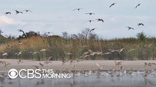 North America has lost 3 billion birds in the last 50 years