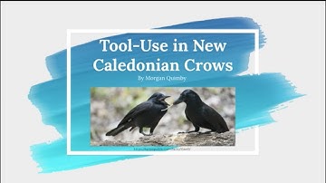 Tool Use in New Caledonian Crows