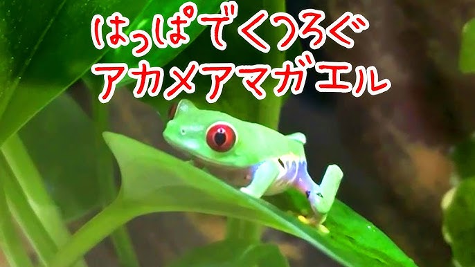 はっぱでくつろぐアカメアマガエル Youtube