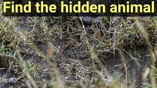 "Where's the Wild Thing? Can You Find the Hidden Animal?| A Picture Puzzle Challenge" part 4 screenshot 1