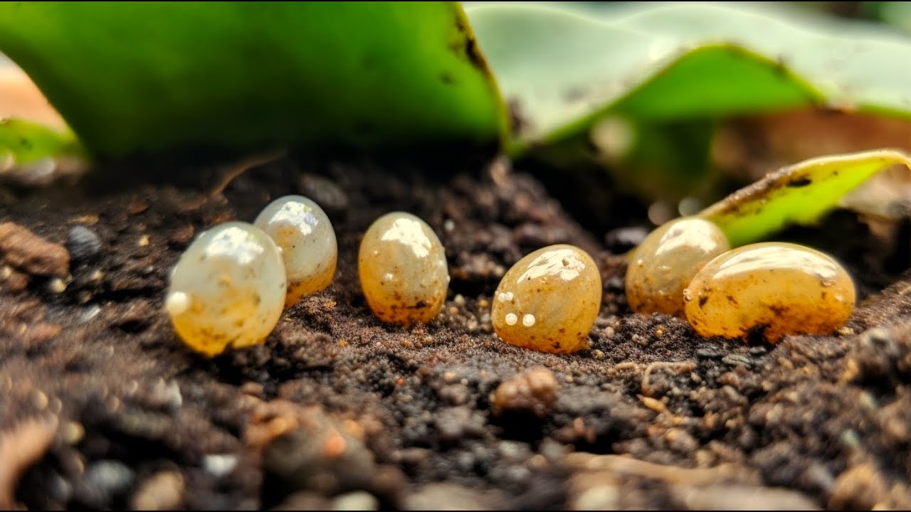 PROVEN Way to Make Your Snails Grow FAST and Lay MORE Eggs YouTube