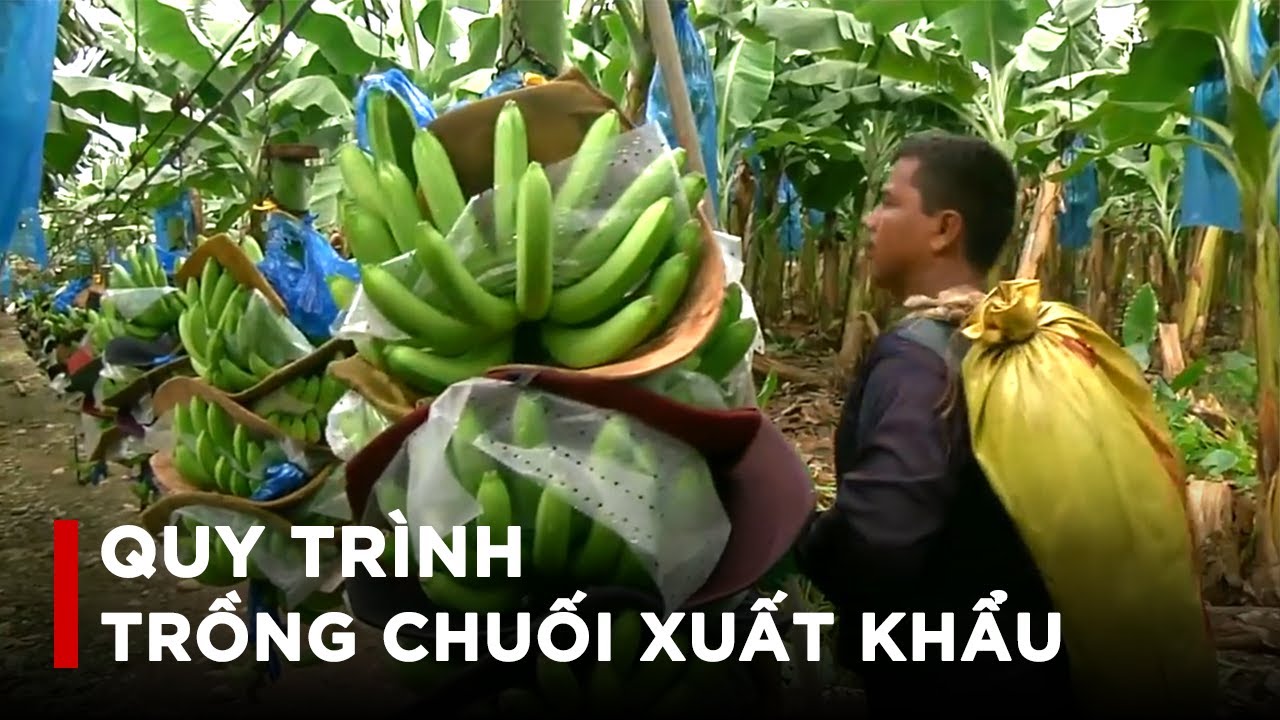 Nông Nghiệp 4.0 - Nông dân nước ngoài trồng chuối như... - youtube