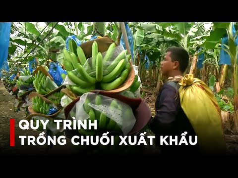 Video Nông Nghiệp 4.0 - Nông dân nước ngoài trồng chuối như... - youtube