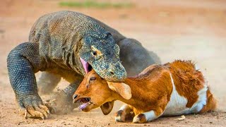 KOMODO DRAGON – Predator Paling Kejam di Bumi?