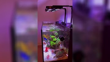 Reef Tank Gaboo Using Illumagic X4