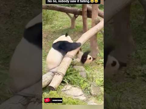 Sleeping Cat Gets Crashed by Playing Pandas 😂 Hilarious Fall Moment