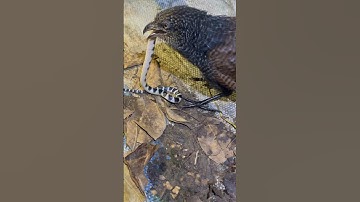 #рысь #карелия #природа bìm bịp ăn rắn cạp nia #snake #лиса #dance #snakecharmer #10