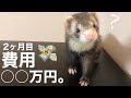 フェレット飼育にかかる費用【お迎え2ヶ月目】赤ちゃん】