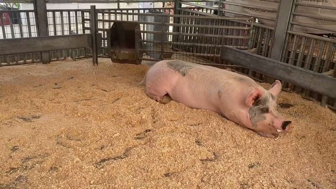 Centennial Farm | California Hidden Gem