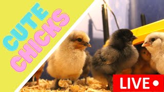 Playdate with the Chicks *LIVE