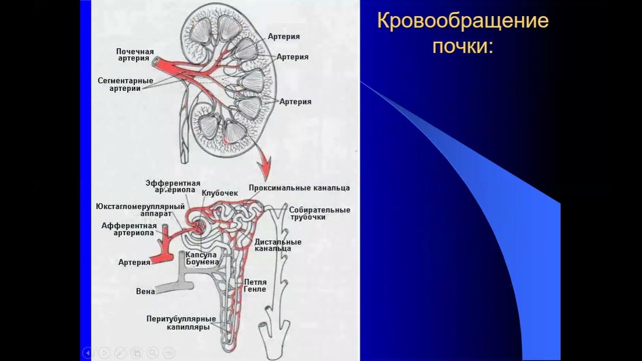 Функция почечной артерии. Почечные сосуды схема. Схема кровотока в почках. Кровеносная система почек человека. Строение кровеносной системы почки.