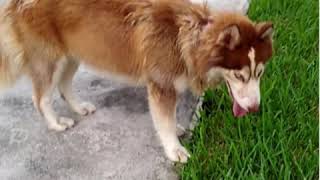 Found dog in PawBoost
