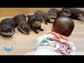 Otter Meet Human Baby For The First Time