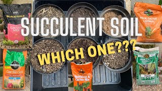 A Closer Look at Succulent Soil | Which Cactus and Succulent Soil is better?