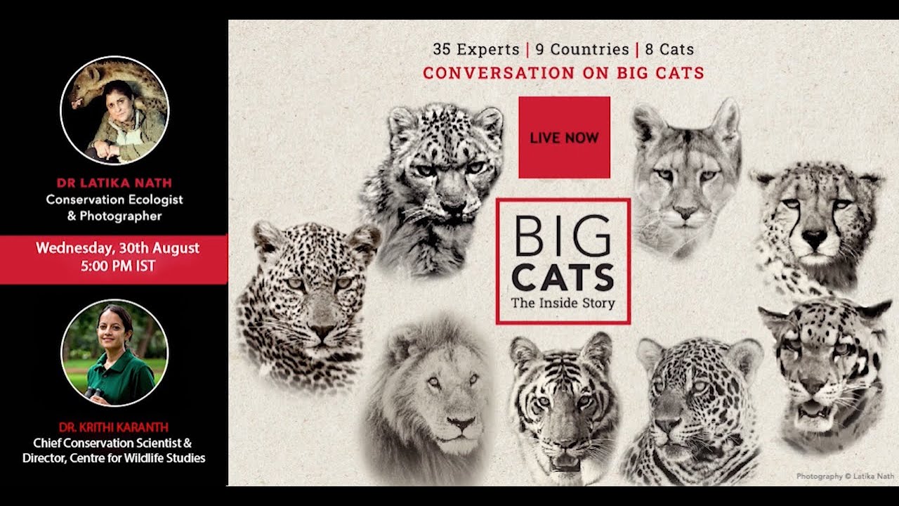 BIG CATS : THE INSIDE STORY | E21 | Latika Nath | Krithi Karanth | Human Wildlife Conflict Res.