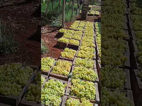 جني العنب من صنف موسكا ضواحي مكناس