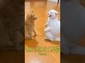 猫パンチをくらって子供みたいに泣いてしまう猫Part2