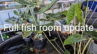 update on my fish room and outside setup