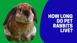 How long do domestic rabbits live