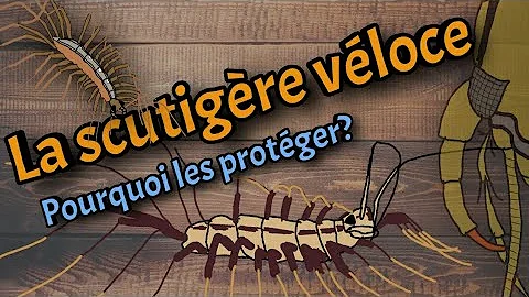 Est-ce que le scutigère piqué ?