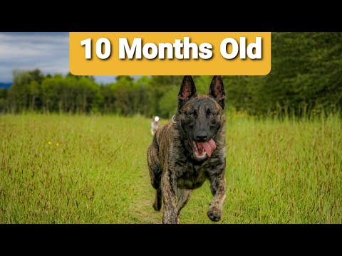 10 month old puppy Malinois X Dutch Shepherd