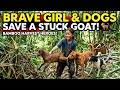 🌿 Brave Girl and Her Two Dogs Save a Goat During Bamboo Shoot Harvest 🐕
