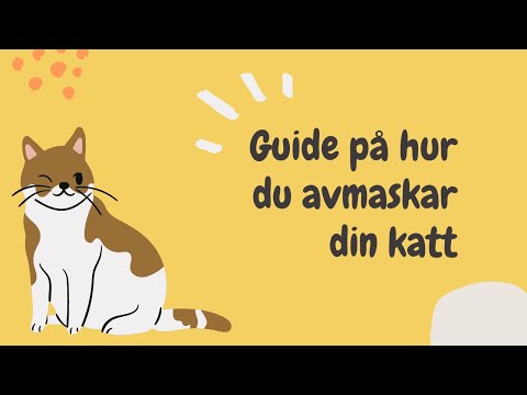 Video: Kan kattungar avmaskas?