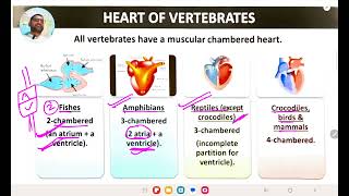 Body fluids and Circulation Part-1