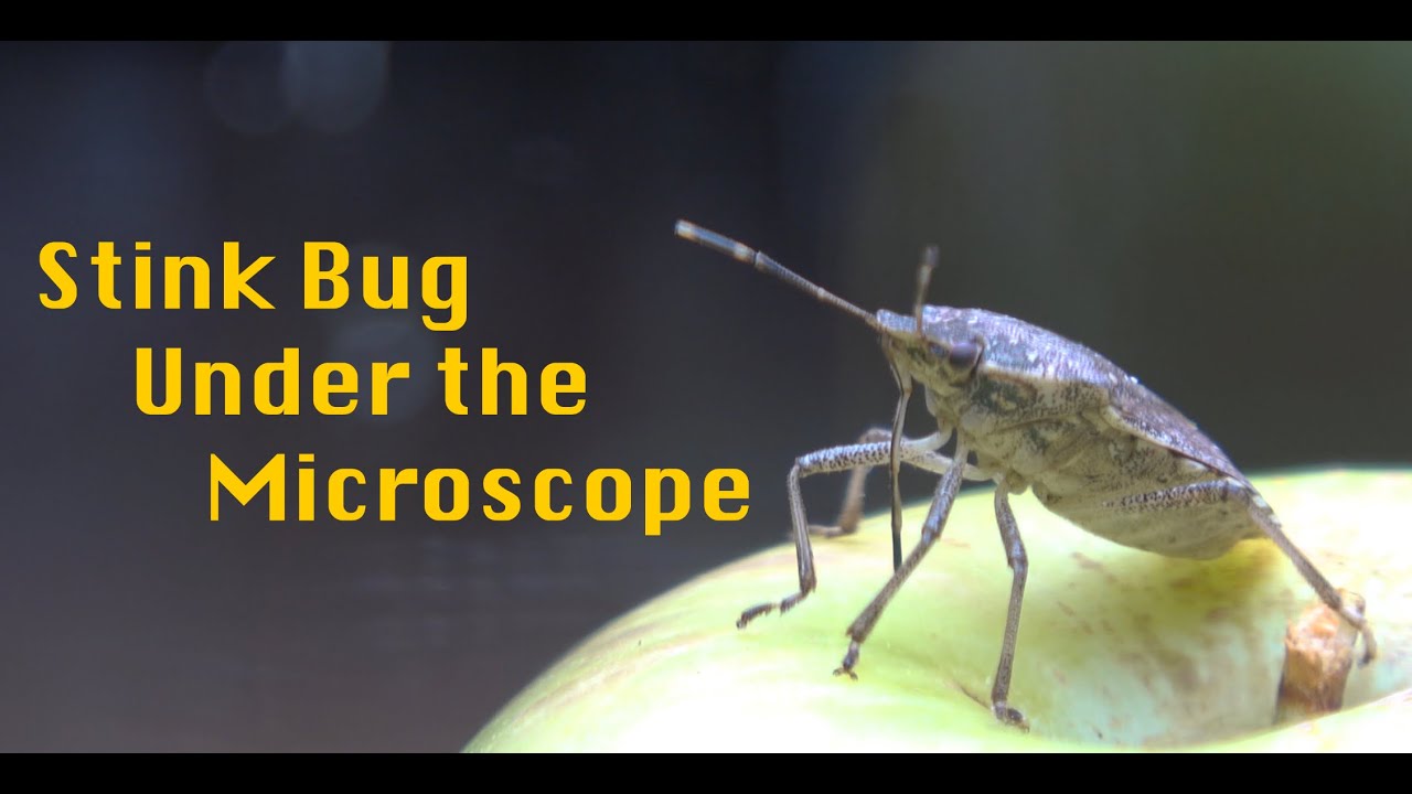 Sticker Bug Microscope Stink Bug Under the Microscope | #AmateurMicroscopy #Microscopy # ...