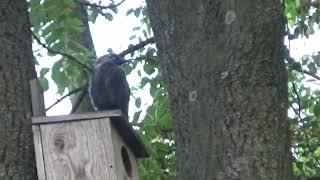 Kawki I Ich Budki Lęgowe