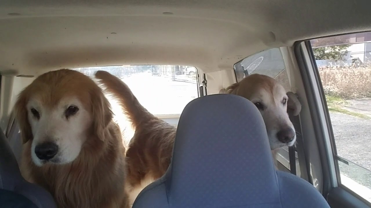 癒し動画 うさぎ I encountered Golden Retriever and Beagle in my commuter car