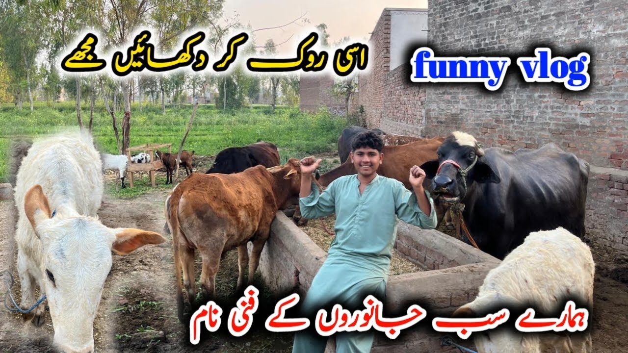 Mara sab janwaro ka name sun kar hansi rok kar dikhao funny videos ❤️