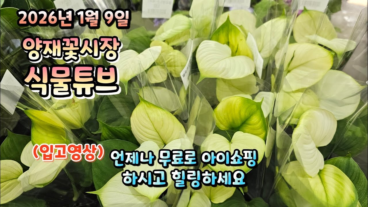 양재꽃시장 식물튜브 2026년 1월 9일 입고영상 시청 하시면서 힐링타임 되세요~  