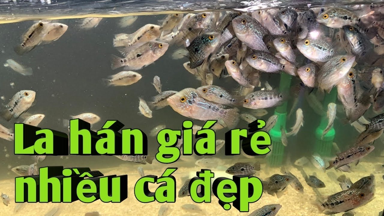 Cc&cmt- La hán bột giá rẻ đợt mới ngày 13/11