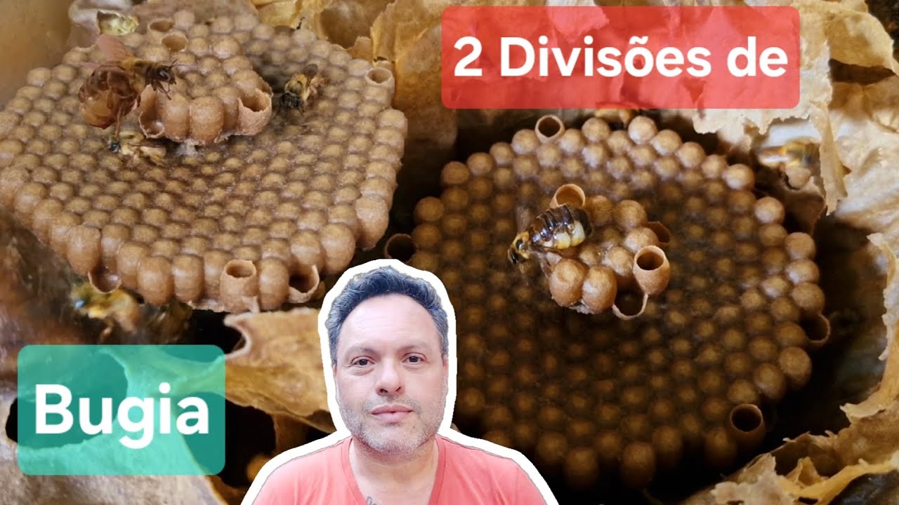 2 Divisões por Módulo de Bugia, uruçú amarela