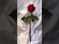 حالات واتس هدوء 