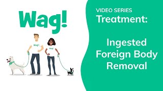 Ingested Foreign Body Removal in Dogs | Wag!
