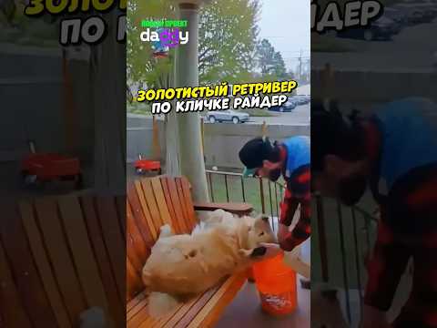 Пес просто хотел обнимашек ❤️