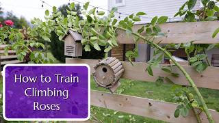 How To Train Climbing Roses (mid-season)