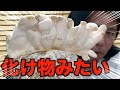 【不気味】エリンギ栽培開始！化け物みたいでマジでこわい