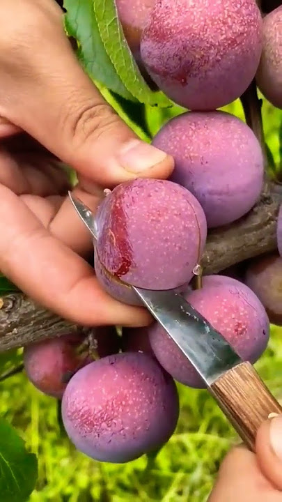 What fruit is this? #shorts