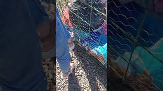 Person Rescues Puppies Abandoned in Trash Bag