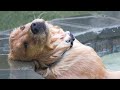 When Dogs Did Things And Melted Everyone&#39;s Hearts 🐶 ▶ 03