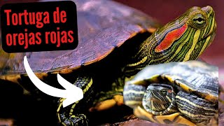 Datos sobre las tortugas de orejas rojas (Trachemys scripta elegans).