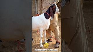 Let the sky fall #mandi #unloading #bull #cattlefarm #bakraeid #qurbani