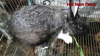 When Rabbit Attack Rabbit Honking, Grunting, Char And Scream