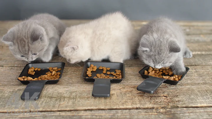Video 708801: gray british shorthair kitten, british shorthair lilac kitten, british shorthair kittens eating, british shorthair kitten first, adorable british shorthair kitten, pet british shorthair, kitten food pets
