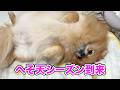 へそ天は暑いサインかも!熱中症には要注意!!