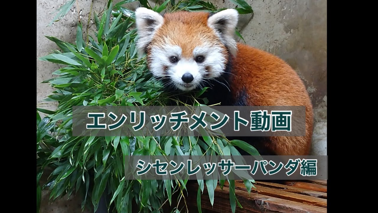 エンリッチメント動画 シセンレッサーパンダ編 - YouTube